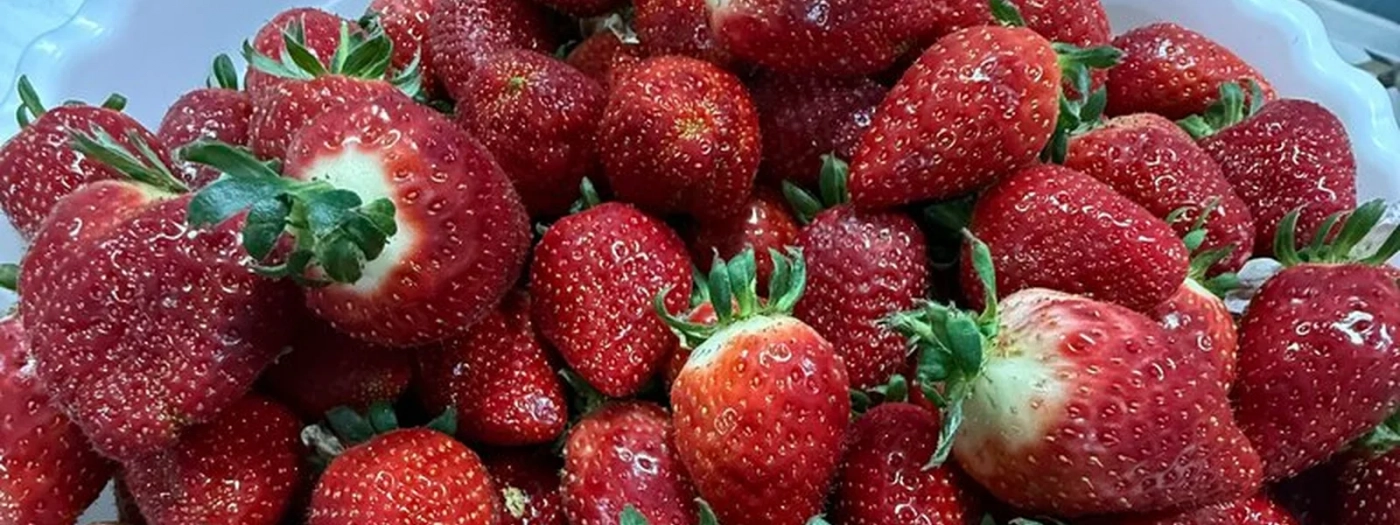 Sabi Chocoberry