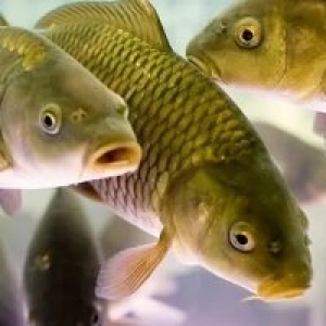 Milliy Taomlar Xorazm baliqlari